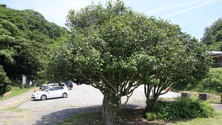 椿の木がある展望台です。