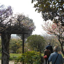 花が咲き競う庭園の奥に