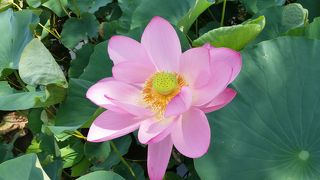 お花がキレイでした。