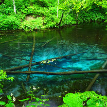 雨が降っていたので水面が波打って残念でした