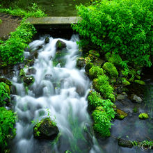 湧き水から生まれた沢が素敵すぎます