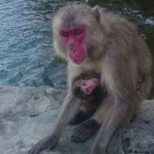子どもを抱いた母猿さん