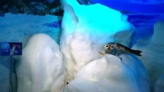 入場料ほどの価値はない、流氷アイスは食べる価値あり