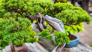 「第8回世界盆栽大会 in さいたま」を見るために盆栽村に行ってきました。