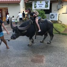 水牛？に乗れるコーナーもありました。