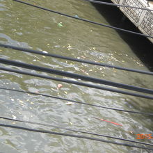 センセープ運河の水質汚染・異臭は、悪化の一途をたどっています