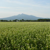 宿の周囲に広がるそば畑