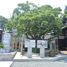 今はなき天蓋松の説明板と写真がある。