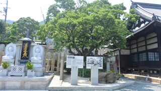 天蓋の松は今はありません。