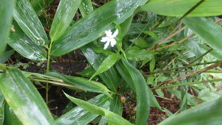 夜叉神峠に登りました　足慣らし登山