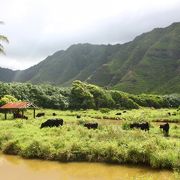 ムービーツアーに参加。広大なハワイの自然を体感