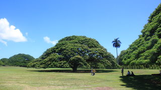 「この木なんの木」以外にも見どころあり