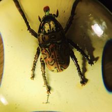 グーフィーの柄の虫のオブジェ