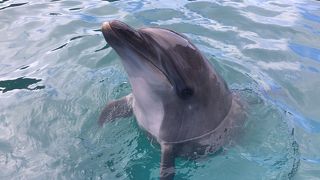 イルカにタッチ＆クジラに餌やりが楽しかった☆