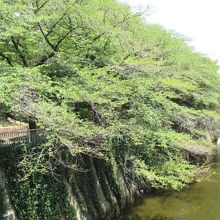 神田川と桜並木
