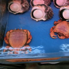 変わったエビです。セミエビかな