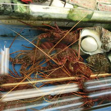 伊勢海老です。