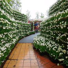 （参考）砺波チューリップ公園の花の大谷