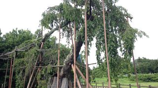 田んぼの中に植えられた枝垂れ桜です