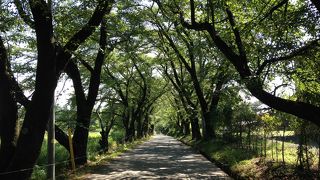 700mほどの桜並木です