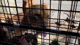 ウォーキングサファリがいい