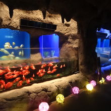 色とりどりの魚がいっぱい