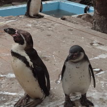 陸に上がったペンギン