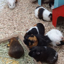 モルモットやウサギがいます