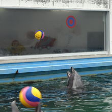 イルカがキャッチボール