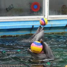 お客さんにボールを投げます