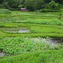 公園として整備されています