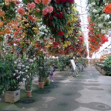 いちご狩りは平日でも要予約 By はなこはなお 日光 花いちもんめのクチコミ フォートラベル いちご狩りは平日でも要予約 By はなこはなお 日光 花いちもんめのクチコミ フォートラベル