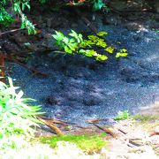 どこまでも透き通った富士の湧水