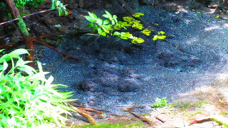 どこまでも透き通った富士の湧水