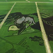 今年はペルーとコラボのコンドルです。