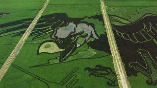 猛暑に負けず、ギネス認定の田んぼアートが見頃を迎えました！