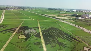今年も田んぼアートの季節です！臨時の無料駐車場はタワーまで遠いのでお勧めしません。