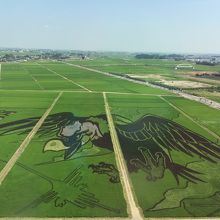 巨大な田んぼアートです。