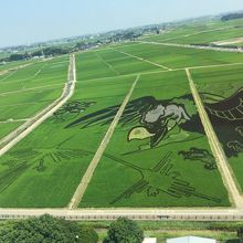 猛暑という事もあり地上で田んアート観察する人は居ませんでした