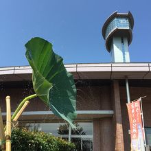 蓮の噴水がいい感じでした。