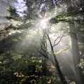 木漏れ日が綺麗な朝の東慶寺