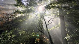 木漏れ日が綺麗な朝の東慶寺