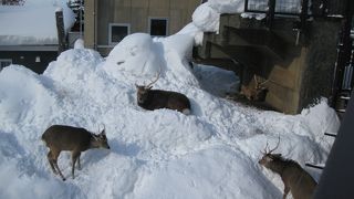 エゾジカ大きいのね