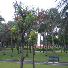 チャトゥチャック公園の中の芝生、樹木とベンチの様子です。