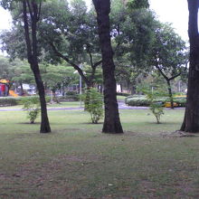 チャトゥチャック公園の中の芝生、樹木の様子です。きれいです。