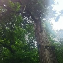 緑に囲まれます。