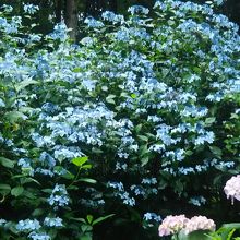 咲きそろうときれい。