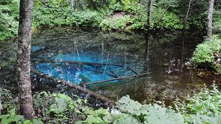 観光バスは入れないが小型車なら問題なく行ける綺麗な青い池