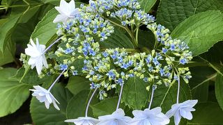 安産祈願の大巧寺　庭が静かでいいです