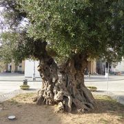 小さな宮殿（現インフォメーション）前は1000年のオリーブの木
